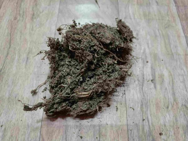 Brahmi